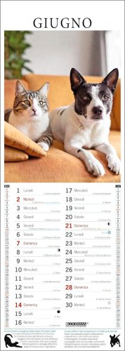 Cani e Gatti Amici Felici Calendario 2026 — Calendario - 3