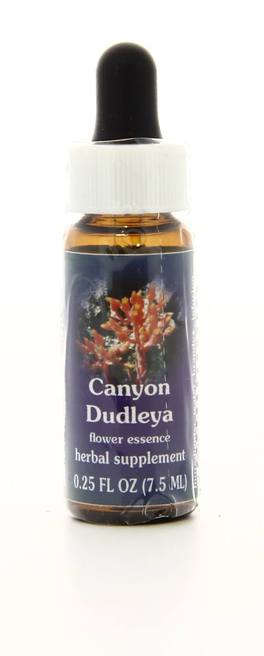 Canyon Dudleya - Fiori californiani - 1