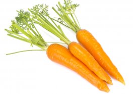 Carota Flakkee - B490 - 1