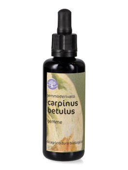 Carpinus Betulus - Gemmoderivato Floripotenziato - Gemme - 1