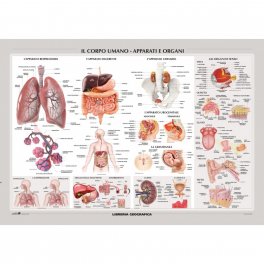 Carta Murale: Corpo Umano - Apparati e Organi — Poster - 1