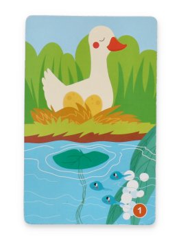 Carte Educative - Il Ciclo della Vita - 4