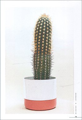Catcus e Piante Grasse — Libro - 3