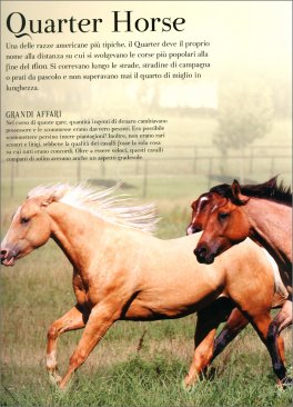 Cavalli - Razze, Origini e Curiosità — Libro - 3