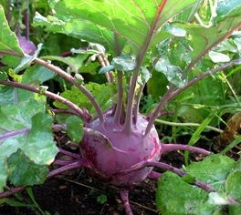 B915 - Cavolo Rapa "di Vienna" Blu - 2 gr