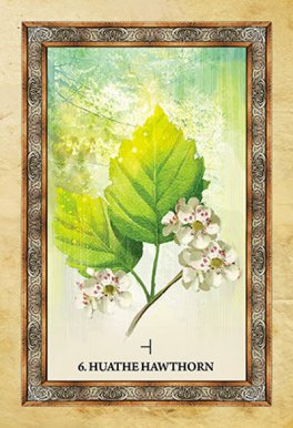 Celtic Tree Oracle - 8