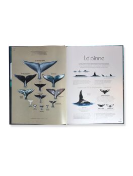 Cetacei — Libro - 2