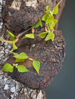Chaga Gold - Chaga e Acerola - 4