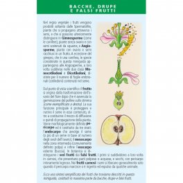 Che bacche sono Queste? — Libro - 2