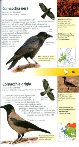 Che Uccello è Questo? — Libro - 3