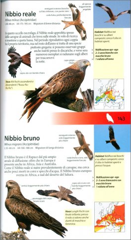 Che Uccello è Questo? — Libro - 4