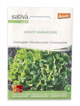 Semi di Cicoria Scarola Bio -  Geante Maraichere - 1