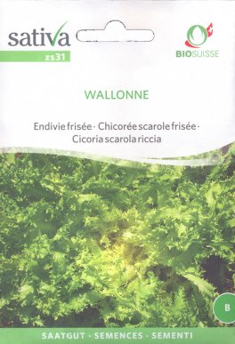 Semi di Cicoria Scarola Riccia Wallonne - 1