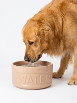 Ciotola per l'Acqua in Ceramica per Cani - 4