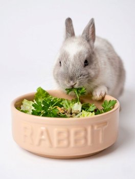 Ciotola in Ceramica per Conigli Rabbit Original - 3