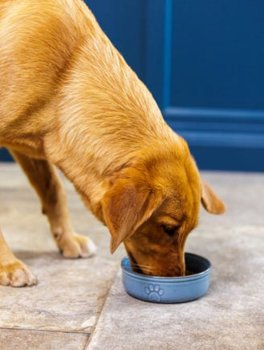 Ciotola per Cani in Ceramica - Zampa - 3