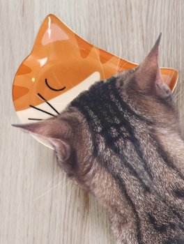 Ciotola per Gatto in Ceramica - 3