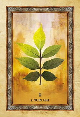 Cofanetto: Oracolo dell'Albero Celtico - Celtic Tree Oracle - 6