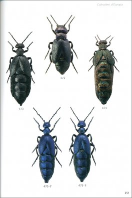Coleotteri d'Europa — Libro - 4