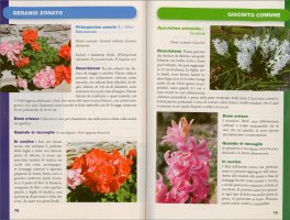 Colori e Sapori dei Fiori in Cucina — Libro - 3