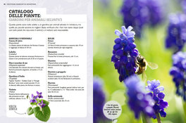 Coltivare Giardini in Miniatura — Libro - 5