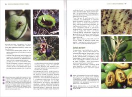 Coltivare l'Olivo — Libro - 4