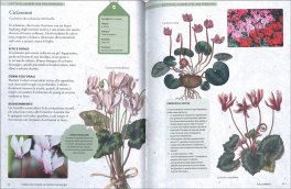 Come Coltivare le Piante da Bulbo — Libro - 3