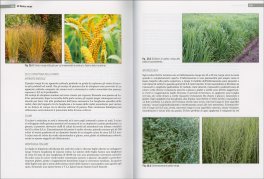 Coltivazioni Erbacee 2 — Libro - 3