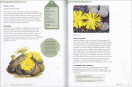 Come Coltivare Cactus e Succulente — Libro - 4