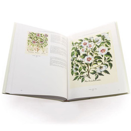 Commentarium - Hortus Eystettensis — Libro - 6