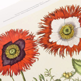 Commentarium - Hortus Eystettensis — Libro - 7