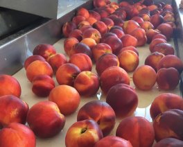 Composta 100% Pesche Bio - 6
