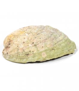Conchiglia Abalone Arcobaleno- Haliotis Iris - 2