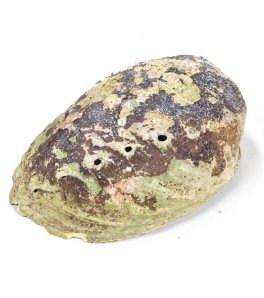 Conchiglia Abalone Arcobaleno- Haliotis Iris - 3