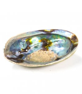 Conchiglia Abalone Arcobaleno- Haliotis Iris - 1