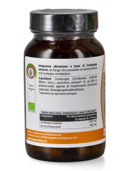 Cordyceps Sinensis - 3