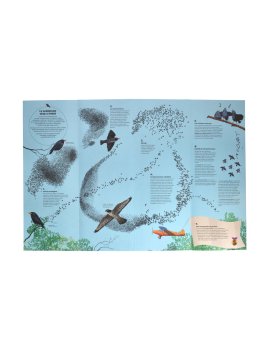 Coreografie Animali — Libro - 6