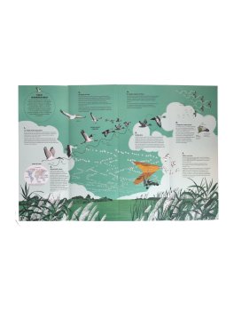 Coreografie Animali — Libro - 4