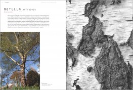 Cortecce — Libro - 3