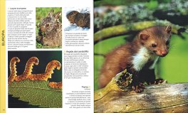 Cuccioli del Mondo — Libro - 3