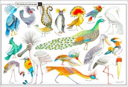 Curiosa Natura — Libro - 2