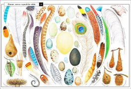 Curiosa Natura — Libro - 3