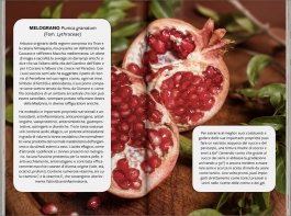 Dai Fiori alle Creme — Libro - 4