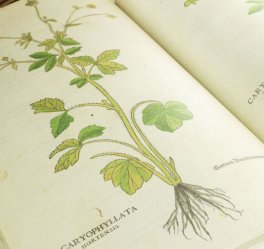 De Historia Stirpium - Cofanetto — Libro - 7