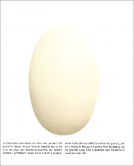 Dentro le Uova — Libro - 2