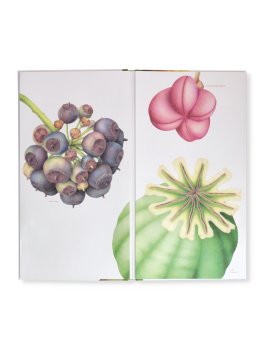 Di Seme in Frutto — Libro - 4