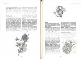 Dizionario di Apicultura — Libro - 3
