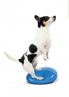 Dog Fitness — Libro - 5