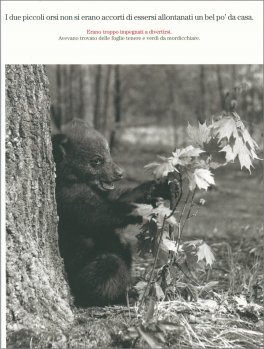 Due Piccoli Orsi — Libro - 3