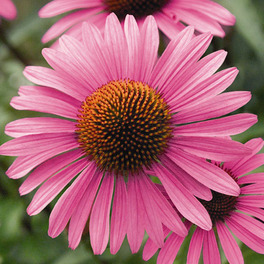 Echinacea E. T. - Estratto Totale Senza Alcool - 3